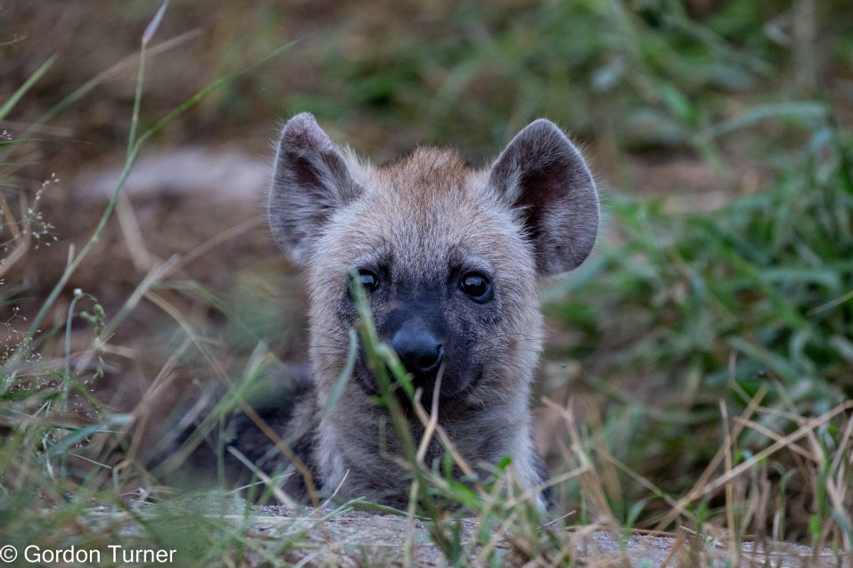 <h2>The Best of South Africa Escorted 2023</h2> 14 Nights | 6 Rounds | March 11 - 25